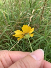Coreopsis nuecensis