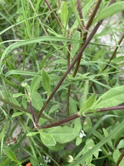 Coreopsis nuecensis