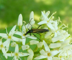 Strangalia acuminata