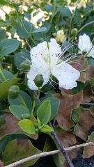 Capparis