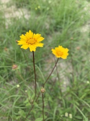 Coreopsis nuecensis