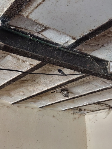 Barn Swallow