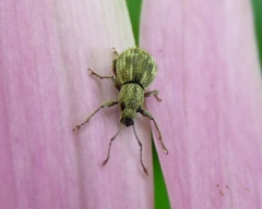 Calomycterus setarius