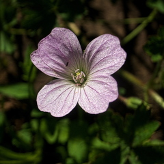 Geranium schlechteri