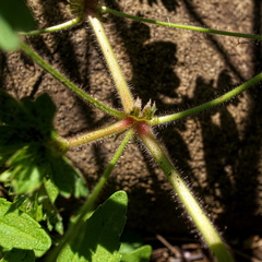 Geranium schlechteri