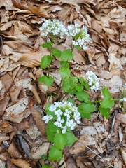Pachyphragma glandulosa (Pachyphragma)