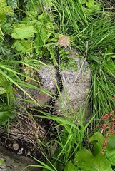 Vipera walser