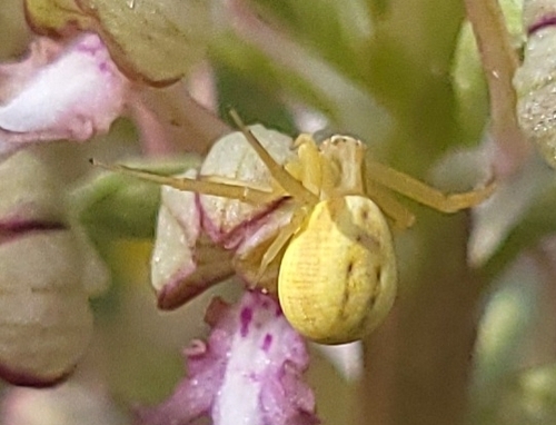 Runcinia grammica