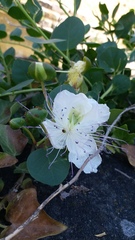 Capparis