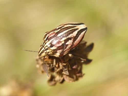 Large purple streaked shieldbug
