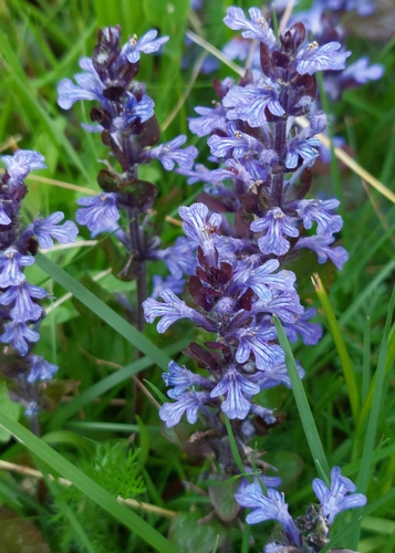 carpet bugle