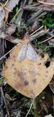 Operophtera fagata