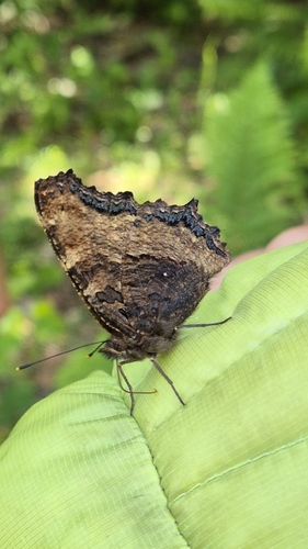 Large Tortoiseshell