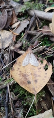 Operophtera fagata