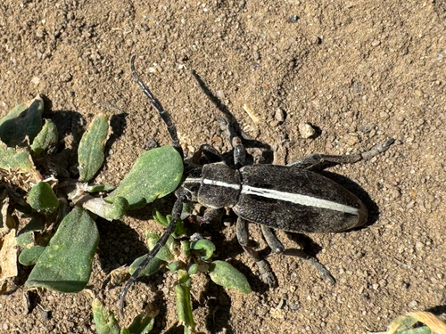 Dorcadion murrayi