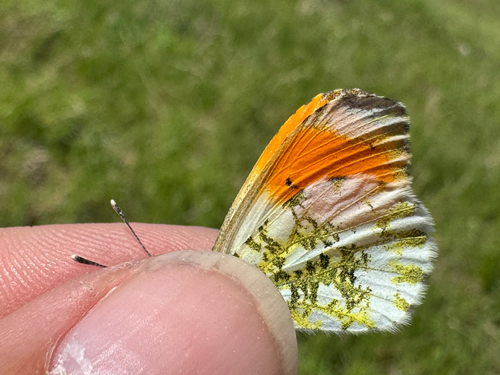 orange-tip