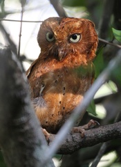 Otus ireneae