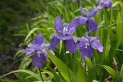 Iris tectorum