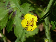 Micropterix calthella