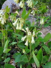 Symphytum grandiflorum, photograph author not stated, no rights reserved