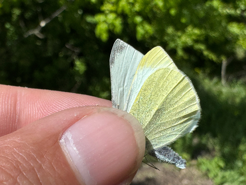 Small White