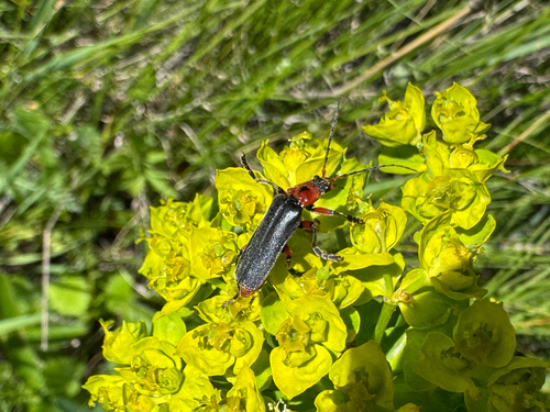 Rustic Sailor Beetle