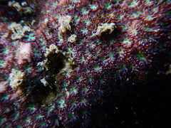 Leptastrea transversa