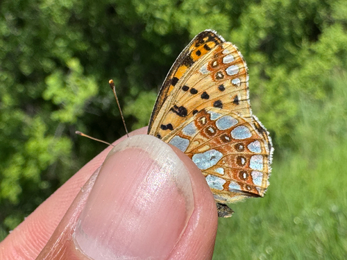 Queen of Spain Fritillary