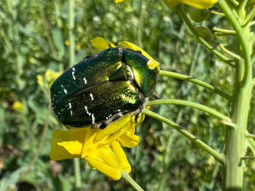 European Rose Chafer