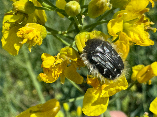Apple Blossom Beetle