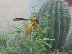 Polistes flavus
