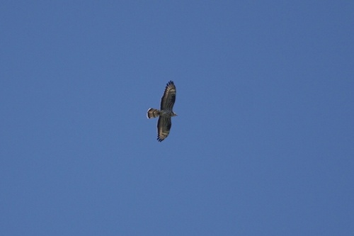 European Honey-buzzard