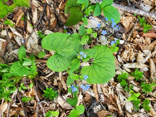 Brunnera macrophylla