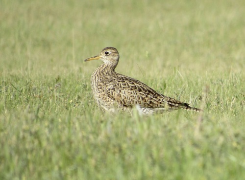 Upland Sandpiper