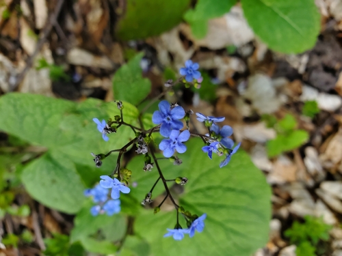 Brunnera macrophylla