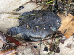 Trinectes maculatus