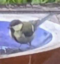 Great Tit