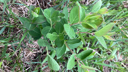 Western Snowberry