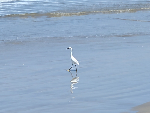 Snowy Egret