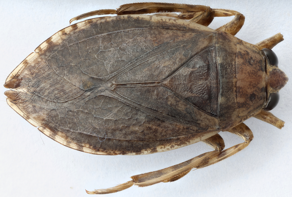 Belostoma minor