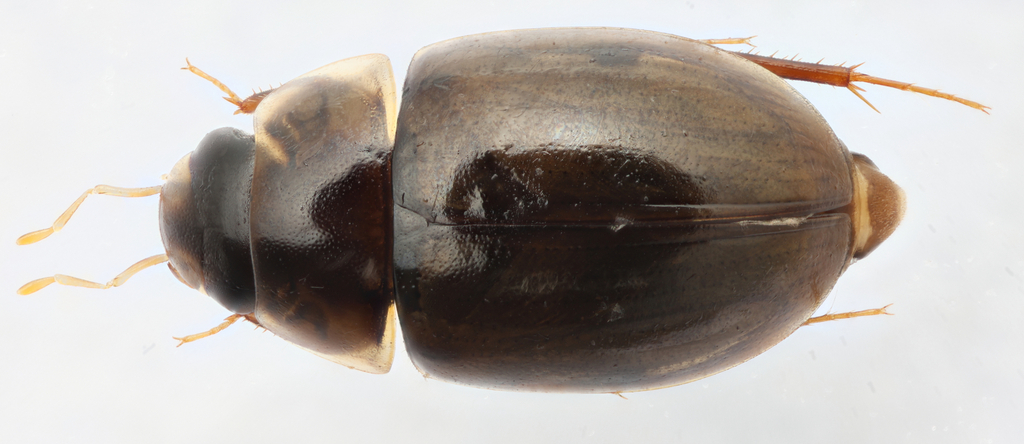 Enochrus bartletti