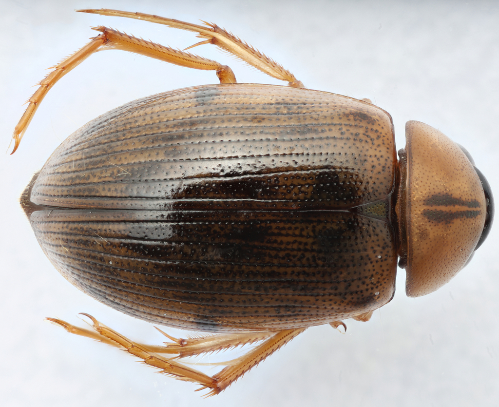 Berosus interstitialis