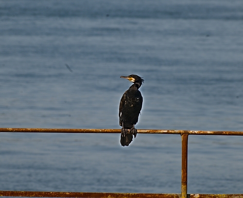 Great Cormorant