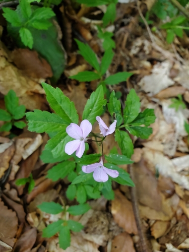 Cardamine quinquefolia