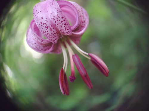 Martagon Lily