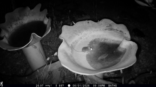 Peromyscus truei observed 2026-06-01