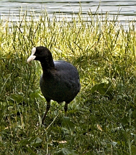 Eurasian Coot