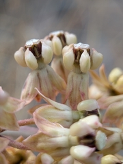 Asclepias albicans, photograph (c) Abraham Sánchez Romero, some rights reserved (CC BY)