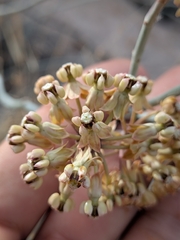 Asclepias albicans, photograph (c) Abraham Sánchez Romero, some rights reserved (CC BY)
