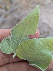Bahiopsis tomentosa